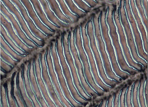 Ctenoid Fish Scale  Nikon's MicroscopyU