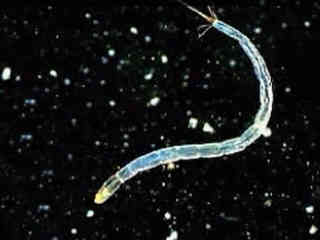 Pond Life Video Gallery Nikon S Microscopyu