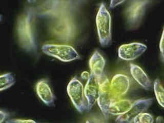 Pond Life Video Gallery Nikon S Microscopyu