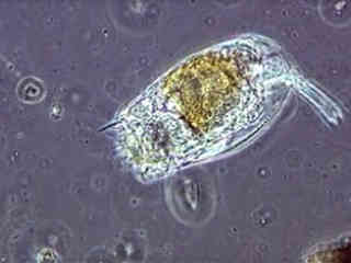 Pond Life Video Gallery Nikon S Microscopyu