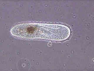 Pond Life Video Gallery | Nikon’s MicroscopyU